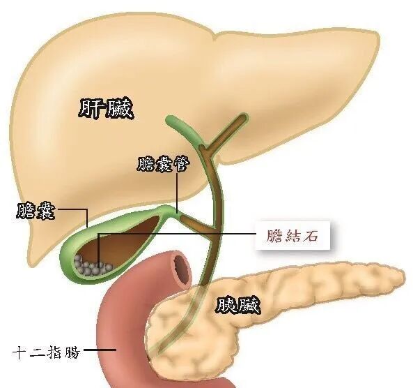 与毒素有关的相关疾病