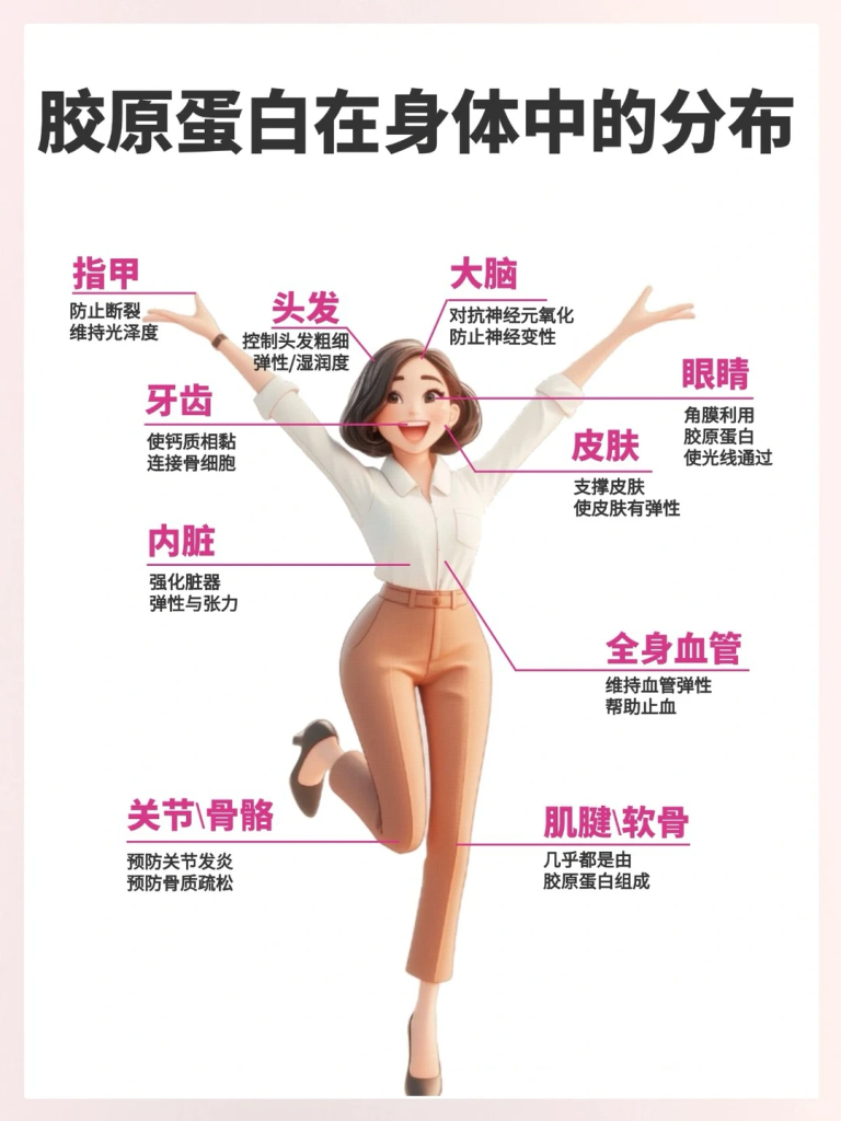 胶原蛋白可不是“智商税”而是我们身体里不可或缺的“刚需营养素”