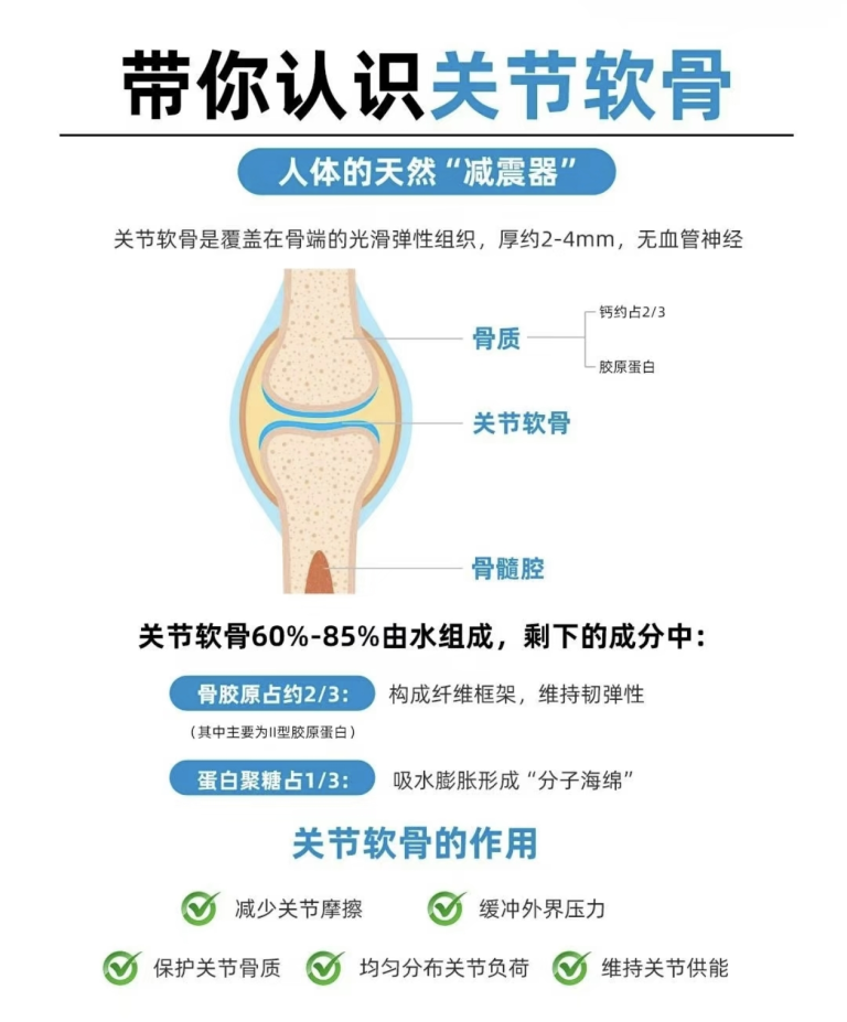 今日主题：软骨修护太难了，但胶原蛋白真的能帮上忙